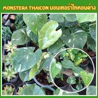 มอนสเตอร่า ไทคอน Monstera Thai Constellation ไม้เนื้อเยื่อ ลายสวย ด่างเสตียร์ รากแข็งแรงดี