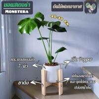 ต้นมอนสเตอร่า Monstera 40-50 Cm. พร้อมกระถางเบลล่า7"นิ้ว+เม็ดPopper+ขาตั้ง (ต้นไม้ฟอกอากาศ)