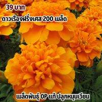 ดาวเรืองฝรั่งเศส สีส้ม (Orange) 200 เมล็ด ปลูกง่ายดุแลง่าย