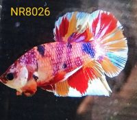 กาแล็คซี่(Ne. mo) / No.NR8026 สีสวย เครื่องใหญ่เทอร์โบ นำไปตกแต่งตู้สวยมาก