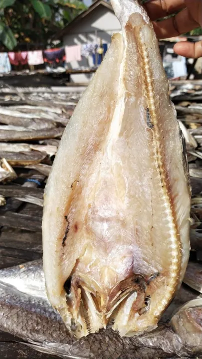 Ikan Asin Gabus Laut Super Kg Tanpa Pengawet Formalin Khas Pangandaran