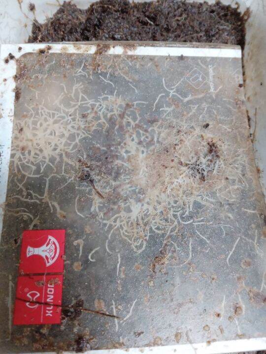 grindal worm cultur fish food Lazada PH