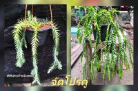 จัดโปรคู่สุดคุ้ม เฟิร์นสายบ้านน้องพอดี บลูฟ้ากับสร้อยหางหงส์