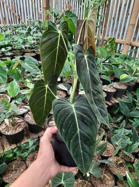 Philodendron Melano 2 4 Daun Lazada Indonesia