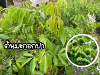 ต้นมะกอกป่า สูง30-50ซม. "ผล"นิยมนำมาตำส้มตำ