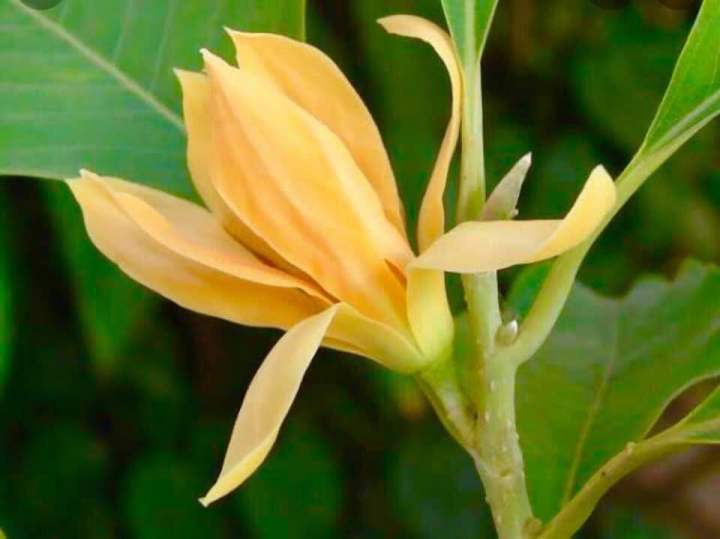 ต้นจำปาทองแคระอินโด-ทาบกิ่ง-7-8-เดือนติดดอกแล้ว-ขนาดต้น-70-90-ซม-สามารถปลูกลงกระถางได้