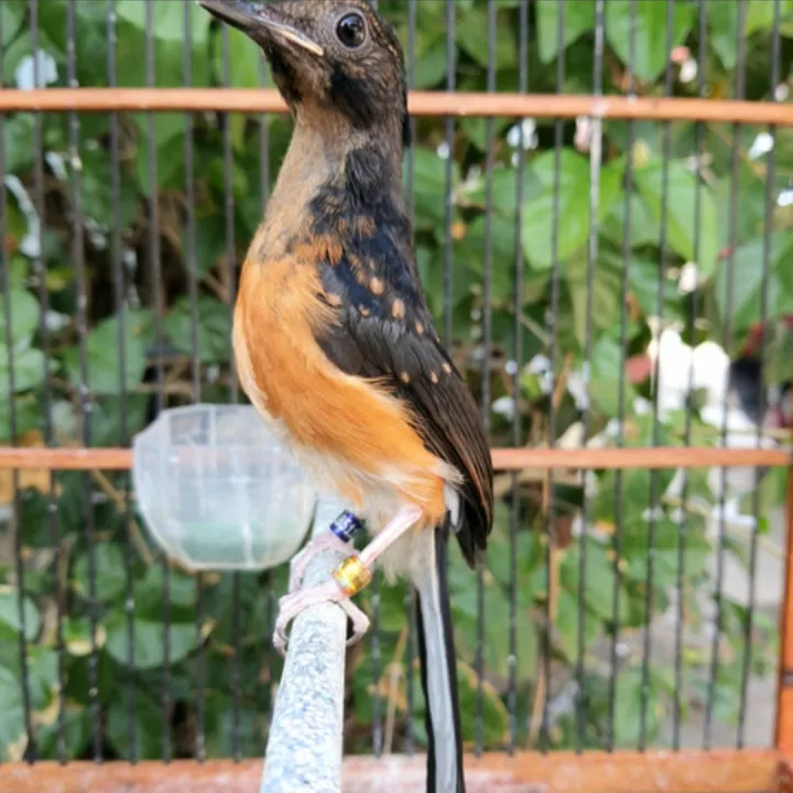 Burung Murai Batu Medan Trotol Jantan Ring Apbn Lazada Indonesia