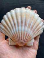 หอยเชลล์ยักษ์ Grade A high quality scallop shell for crafts&amp;decorating big size 10-14cm