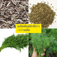 เมล็ดพันธุ์ผักชีลาว(5 แถม 1)