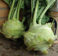 เมล็ดพันธุ์กะหล่ำปมยักษ์ ซูเปอร์ ชเมลส์ ไจแอนท์ ไวท์(Superschmelz Giant White Kohlrabi Seed)บรรจุ 200 เมล็ด ของแท้ คุณภาพดี ราคาถูก นำเข้าจากต่างประเทศ