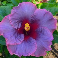 เมล็ดพันธุ์ชบาแคริบเบี้ยน แอนทีค โรส(Antique Rose Caribbean Hibiscus Seed)บรรจุ 10 เมล็ด ของแท้ คุณภาพดี ราคาถูก นำเข้าจากต่าง