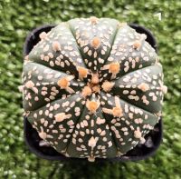 แอสโตรวี Astrophytum V Type