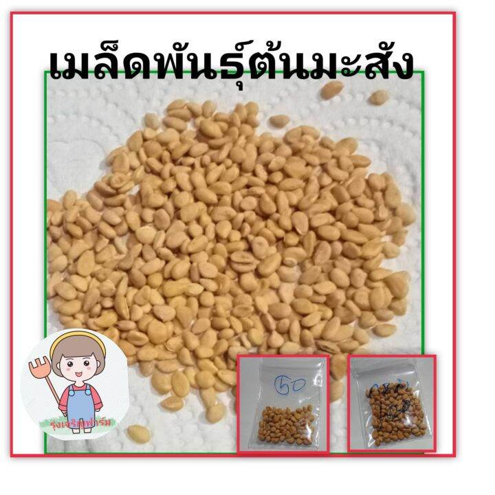 เมล็ดพันธุ์ต้นกระสัง-เมล็ดพันธุ์มะสัง-เมล็ดพันธุ์ต้นไม้ประดับ-เมล็ดพันธุ์ต้นไม้บอลไซส์-ชุดล่ะ-50-และ100-เม็ด