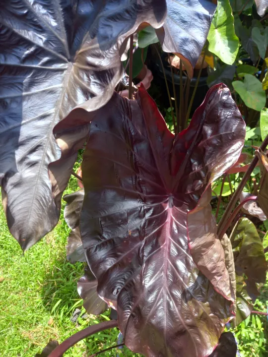 Colocasia Electric Blue Gecko ชำรากเดินดีแล้ว Lazada.co.th