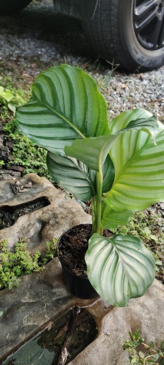 ต้นไม้มงคลสวย-ๆ-คล้าใบตอง-calathea-orbifolia-ใบใหญ่กว่าเดิมฟอร์มสวย-ๆ-ในกระถาง-5นิ้ว-สวย-ๆ-ราคาเดิมใจ