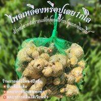 ไพลเหลือง1กิโล(ปูเลย)ปลอดสารอินทรีย์