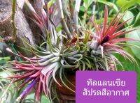 ต้นสัปรดทิลแลนด์เซีย ต้นสัปรดอากาศ Tillandsia มี 2 แบบให้เลือกซื้อ เป็นต้นไม้อากาศ ปลูกโดยไม่ต้องใช้ดิน น่ารัก เลี้ยงง่าย ใบไม่คมไม่บาดมือ มีดอกเล็ก ๆ สีขาว สีม่วง สีส้ม