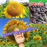 เมล็ดพันธุ์ทานตะวันอะควอร่า 6 บรรจุ 100 เมล็ด ปลูกโชว์ดอก ทนแล้ง ให้ผลผลิตสูง