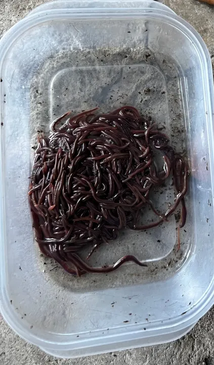 Vermicompost Worm - African Night Crawler 100g | Lazada