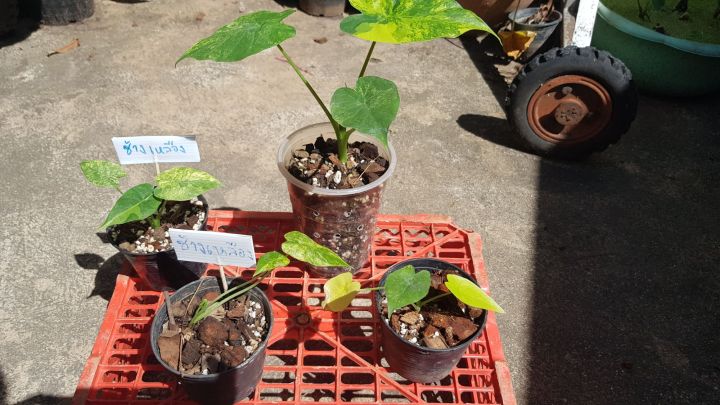 หูช้างด่างเหลืองalocasia-gageana-aura-variegated