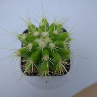 ถังทอง  (Golden barrel cactus) กระบองเพชรราคาถูก กระถาง 2 นิ้ว By หมูมีหนามแคคตัส