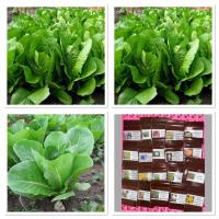 เมล็ดพันธุ์ ผักสลัด ปารีสไอแลนด์คอส (Parris island Cos Lettuce Seed) =100เมล็ด