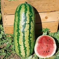 เมล็ดพันธุ์ แตงโม จูบิลี่ แตงโมยักษ์ (Jubilee Watermelon Seed) น้ำหนักผลเฉลี่ย 13-18 กิโลกรัม บรรจุ 5 เมล็ด