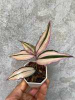 T.zebiana multicolor discolor ก้ามปูหลุดด่างหลากสี (คัดด่าง)กระถาง 2 นิ้ว