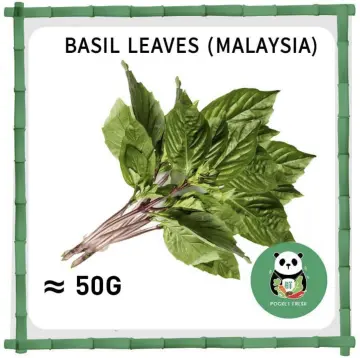 Basil Leaf Best Price in Singapore Mar 2024 Lazada.sg