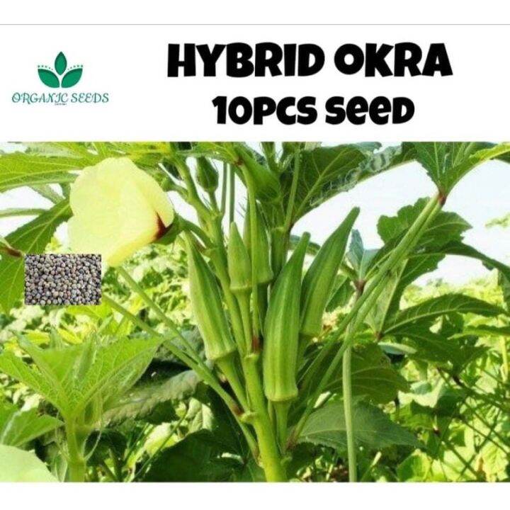 Okra/Hybrid (10pcs seeds) Lazada PH