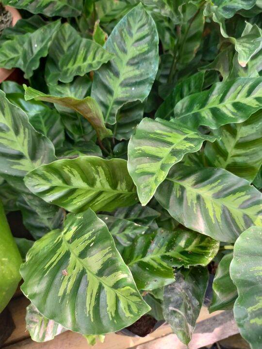 Calathea Louisae 