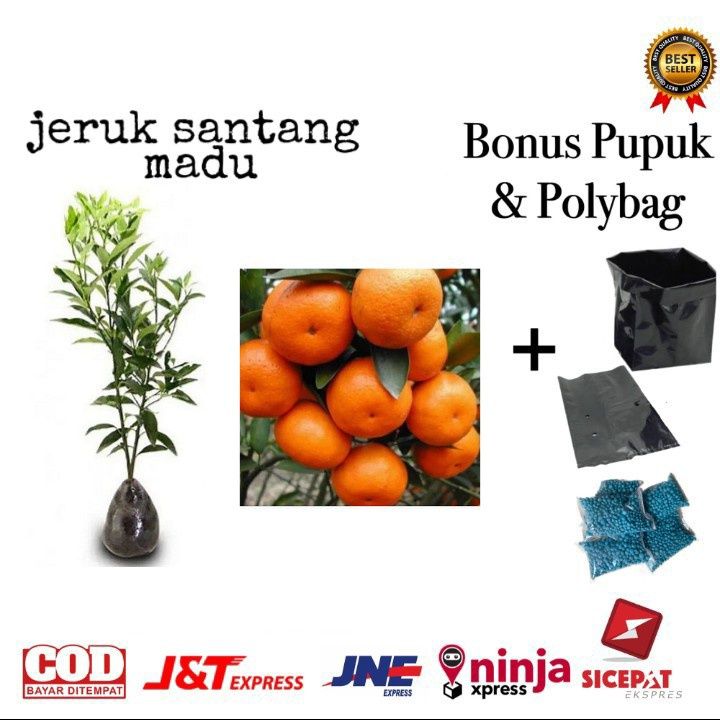 Pohon Jeruk Santang Madu Siap Ber Bunga Dan Berbuah Lazada Indonesia