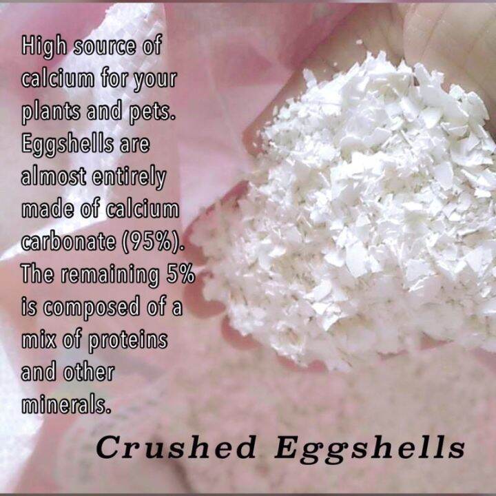 500g Crushed Eggshells for plants Lazada PH