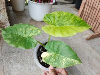 ❤️ Alocasia gageana Aurea Variegated เลือกต้นทางช่องแชท) พิมว่าช้างเหลือง ?: บอนหูช้างด่างเหลือง ในกระถาง 8️⃣.5️⃣ นิ้ว . บอนหูช้างด่างขาวและบอนหูช้างด่างเหลืองมี ลักษณะเด่นคือ มีใบคล้ายกับหูช้าง (Elephant Ears)