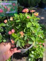 โป๊ยเซียนแคระ สีชมพู : Euphorbia milii Des Moul.  กระถางขนาด 5 นิ่ว