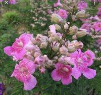 ต้นแฮปปี้เนส (Pink trumpet vine) หรือ ชมพูฮาวาย ChayTongAong