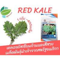 เมล็ด เคล เรดเคล Red Kale 400 เมล็ด (1 กรัม) เคลเรดรัสเซียน ก้านแดง สีสวย