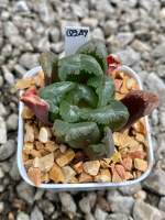 Haworthia Hybird Thailand ขนาดกระถาง 2 นิ้ว จัดส่งทั้งกระถาง รหัส Q247-270