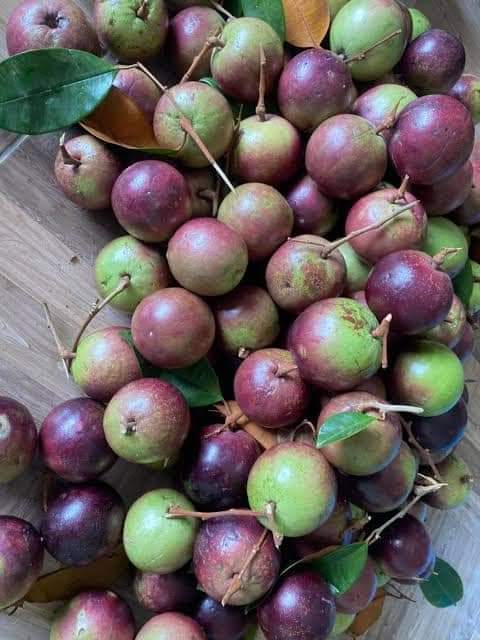 ต้นแอปเปิ้ลสตาร์-หรือหมากยางน้ำนม-เป็นผลไม้หากยาก-ออกผลปีละ-1-ครั้ง-ผลสีม่วง-มีรสชาติหวาน-หอม