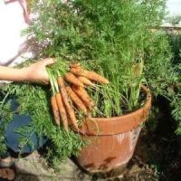 เมล็ด ลิตเติ้ลฟิงเกอร์ แครอทจิ๋ว ออเเกนิค 200เมล็ด 200 Organic Carrot Little Finger Baby Carrot Seeds Sweet