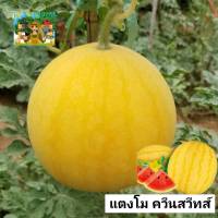 เมล็ดพันธุ์แตงโมเหลือง ควีนสวีทส์ 5เมล็ด เมล็ดพันธุ์แตงโมผิวเหลืองทอง เนื้อแดง รสชาติหวานกรอบ ปลูกได้ตลอดปี