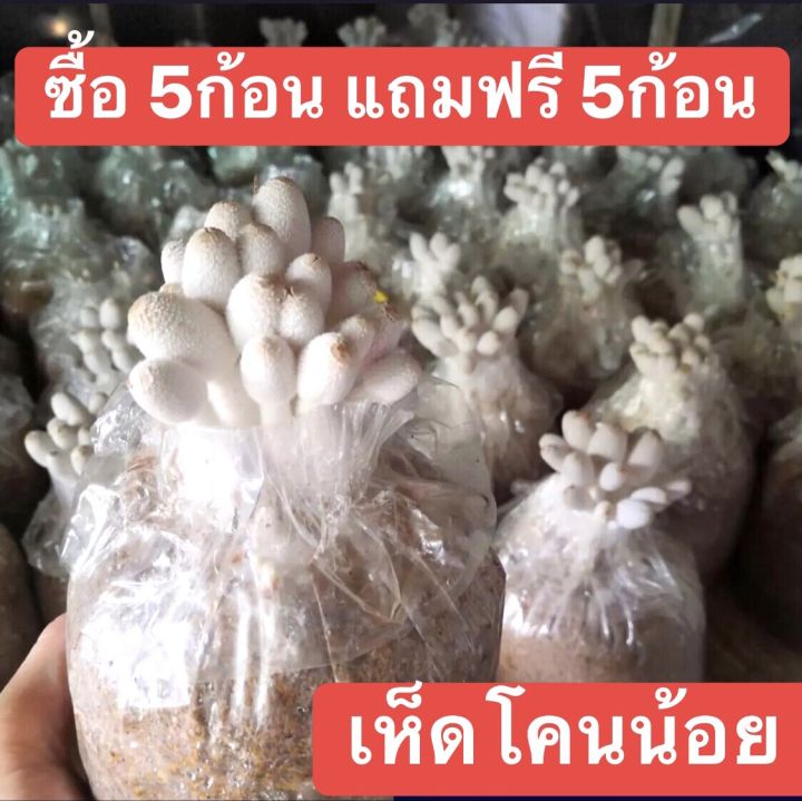 เห็ดโคนน้อย-5ก้อน-แถมฟรี5ก้อน