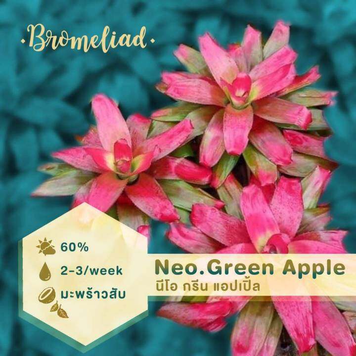 สับปะรดสี-neo-green-apple-ขายไซส์กระถาง-6-นิ้ว-เป็นที่ให้สีแดงสวยใบมันวาว-ส่งแบบถอดราก