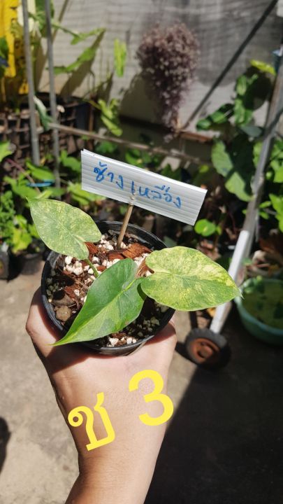 หูช้างด่างเหลืองalocasia-gageana-aura-variegated