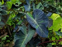 ?แบล็คมาเบิ้ล ? แบบชำแล้ว colocasia blackmable