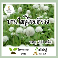 เมล็ดพันธ์ุ บานไม่รู้โรยสีขาว 200เมล็ด