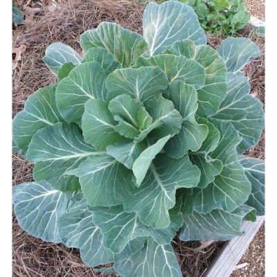 เมล็ดพันธุ์ ปูเล่ฝรั่ง คอลลาร์ดจอร์เจีย (Georgia Southern Collard)บรรจุ 100 เมล็ด