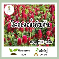 เมล็ดพันธุ์ โคลเวอร์คริมสัน 200เมล็ด