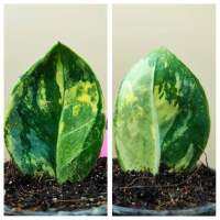 กวักมรกตด่าง Variegated Zamioculcas zamiifolia (ZZ Plant)