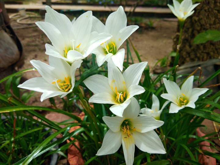 ดอกบัวดินสีขาว1ชุด5หัวพันธุ์ไม้ดอกไม้ประดับไม้หายาก